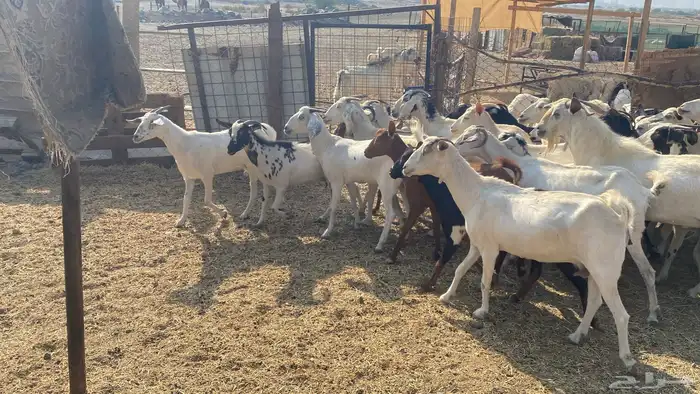 للبيع معزا هجين 18