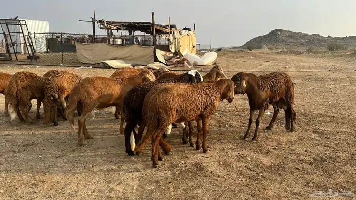 طليان سواكن 0