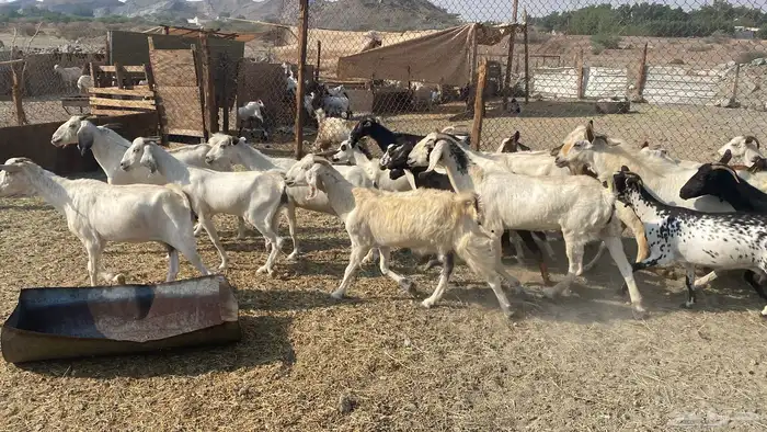 للبيع معزا هجين 14