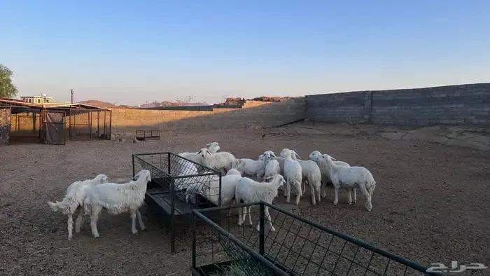 بهم خرفان ورخال كفو 5