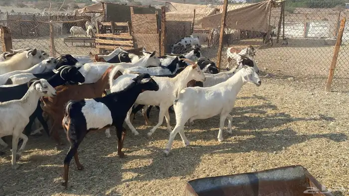 للبيع معزا هجين 4