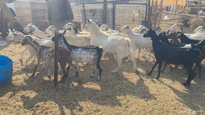 للبيع معزا هجين 13