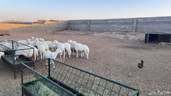 بهم خرفان ورخال كفو 0