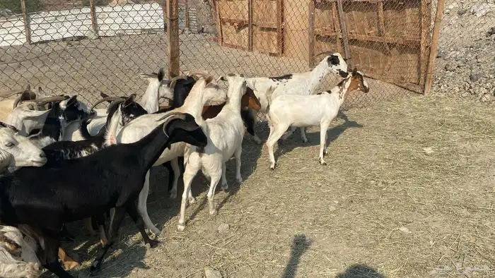 للبيع معزا هجين 5