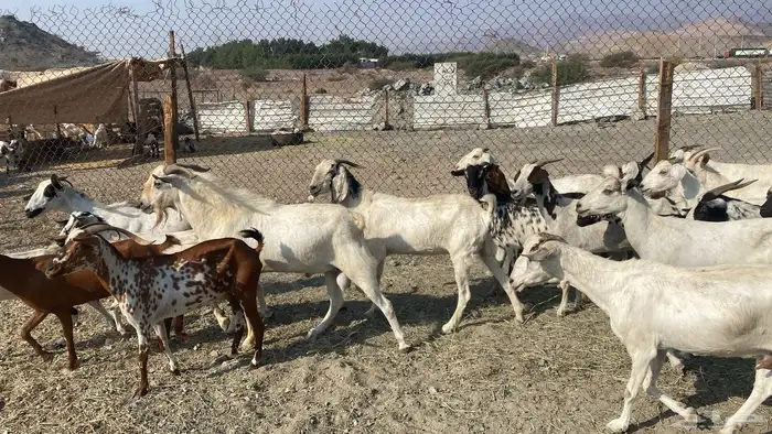 للبيع معزا هجين 10