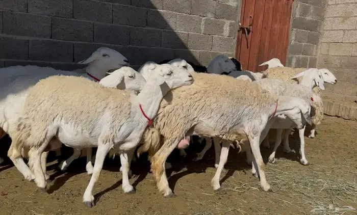 13 حريات صنف الصنف 3