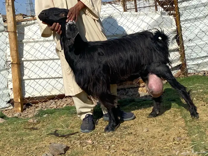 يامدورين الحليب معزا عارضيات حليب وافر شرط 20