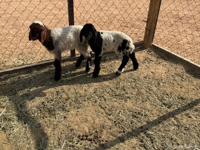 البيع دواغير نعيم في الخرج 5