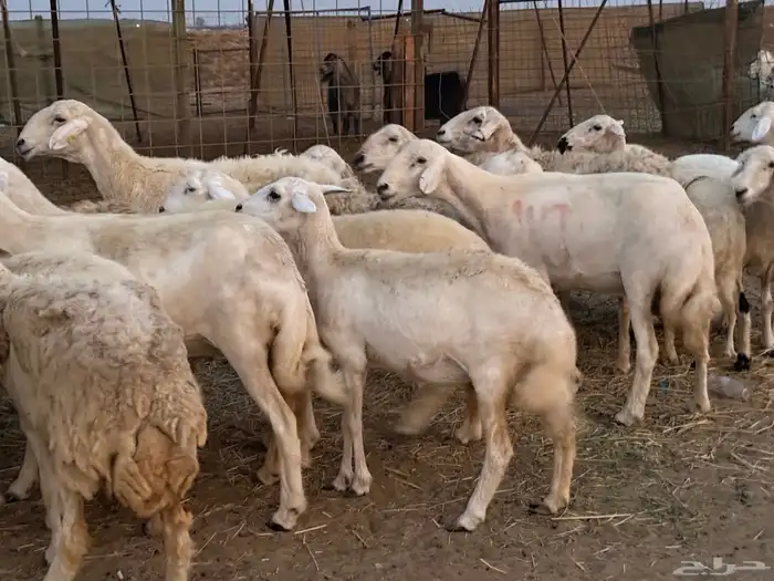 20 ضأن حريات تبارك الرحمن 3