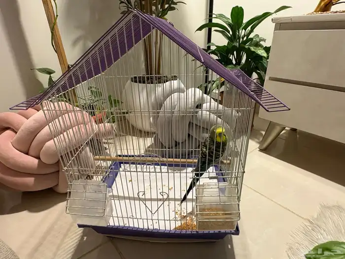 ذكر بادجي للبيع 0