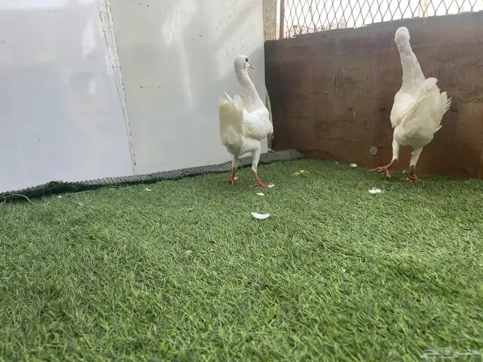 زوج مالتيز منتج 3