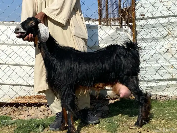 يامدورين الحليب معزا عارضيات حليب وافر شرط 1