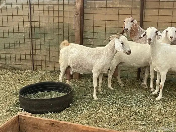 معزا مهجنات دفيع ع ولاده جم حروم عاليه فاخر 9