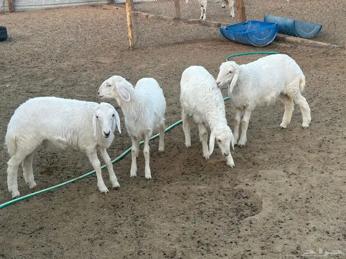 رخال البيع الخرج الجويه 0