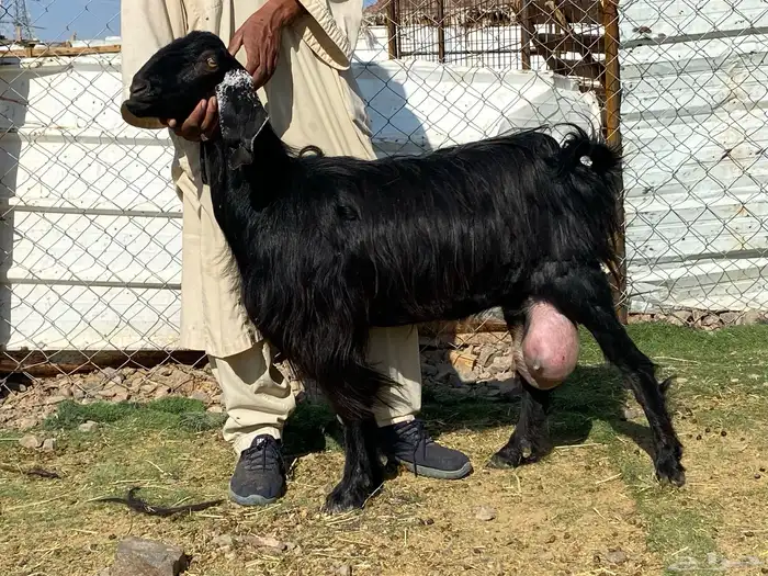 يامدورين الحليب معزا عارضيات حليب وافر شرط 4