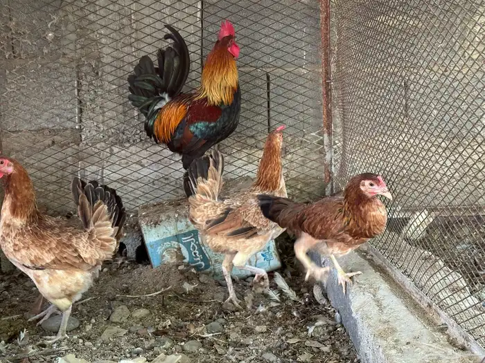 طقم ديك بلدي معه دجاجتين 2