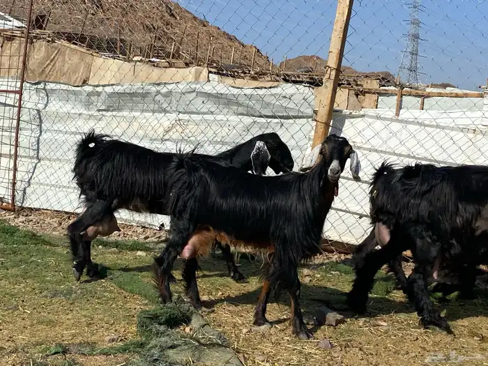 يامدورين الحليب معزا عارضيات حليب وافر شرط 14