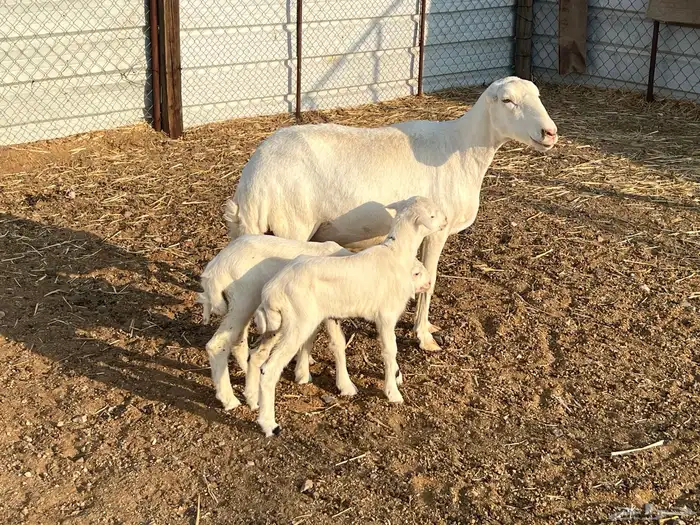 رفيديه تحتها 2 5