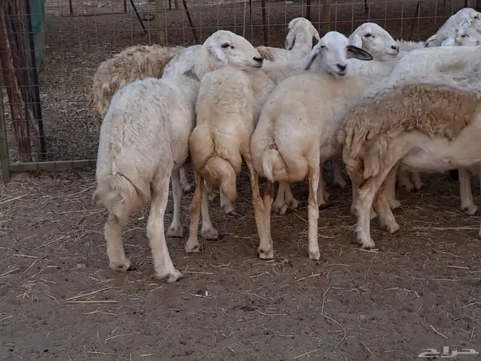 20 ضأن حريات تبارك الرحمن 0