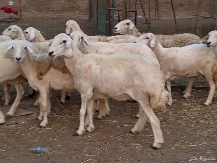 20 ضأن حريات تبارك الرحمن 5