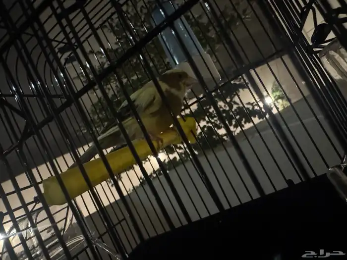 حسون مغرد وبلابل كشميري مغرد وبلابل عايديه تغرد وجوز بادجي 11