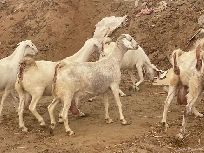 معزا مهجنات دفيع ع ولاده جم حروم عاليه فاخر 3