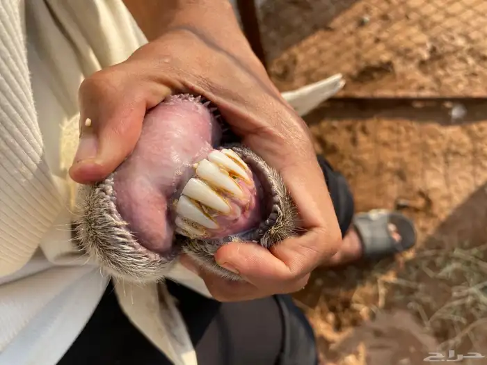 ولدها رخل ذبيحه بعمر ثلاثه اشهر ونص 1