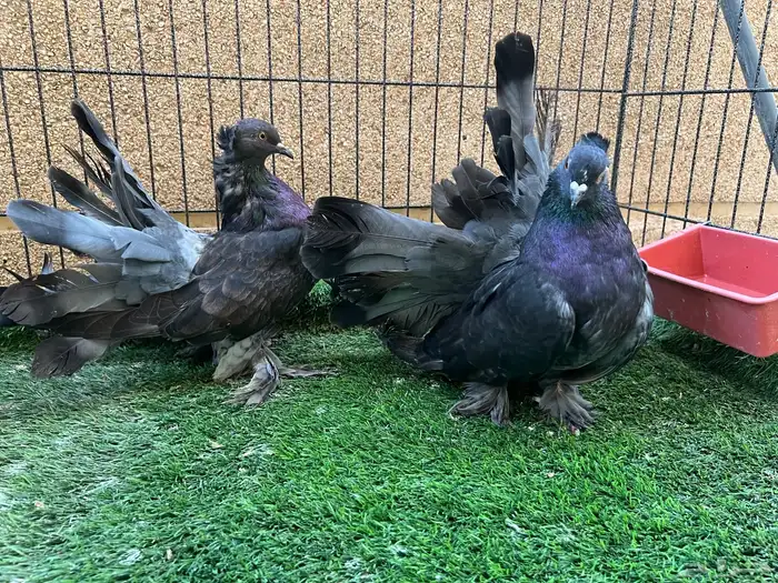 عشة رقاص أمريكي مستويات حلوة 6