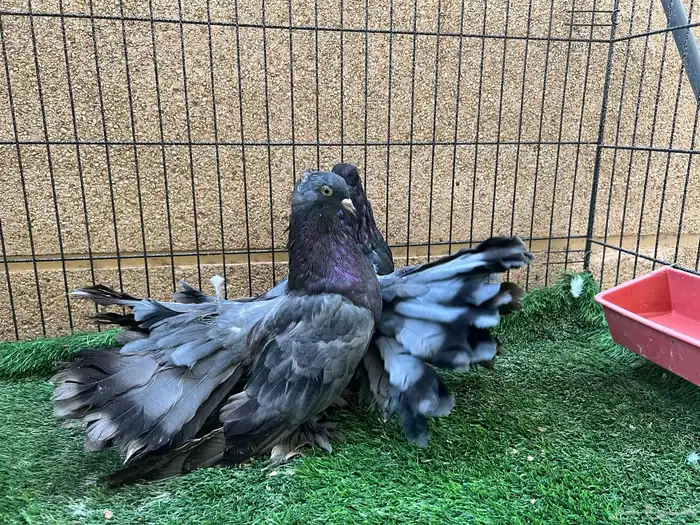 عشة رقاص أمريكي مستويات حلوة 1