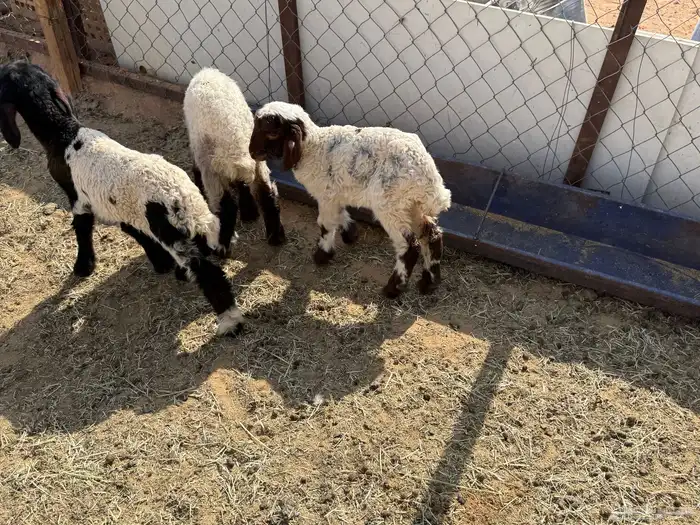 البيع دواغير نعيم في الخرج 2