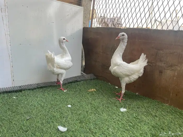 زوج مالتيز منتج 1