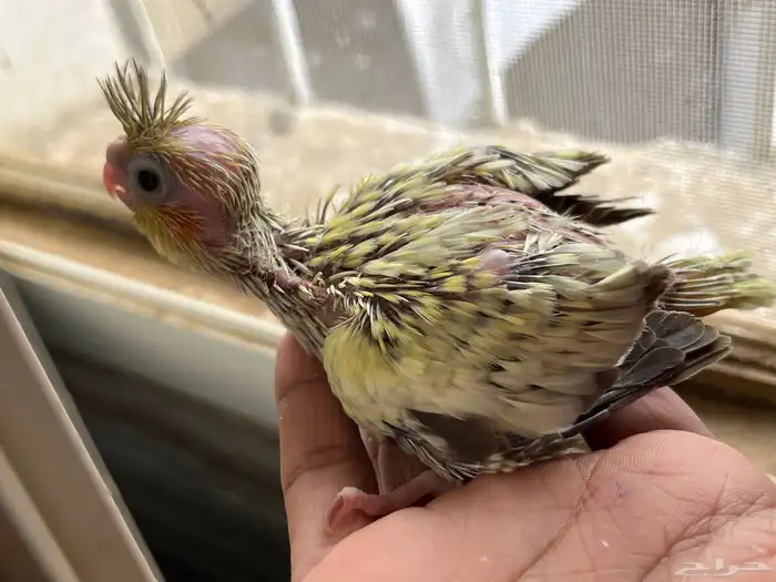 فروخ كروان تقبل غر 1