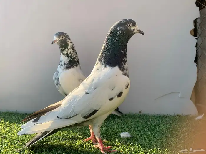 حمام. باكستاني 0