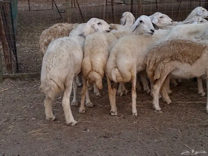 20 ضأن حريات تبارك الرحمن 8