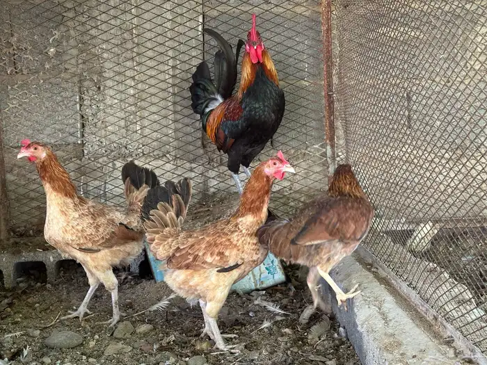 طقم ديك بلدي معه دجاجتين 4