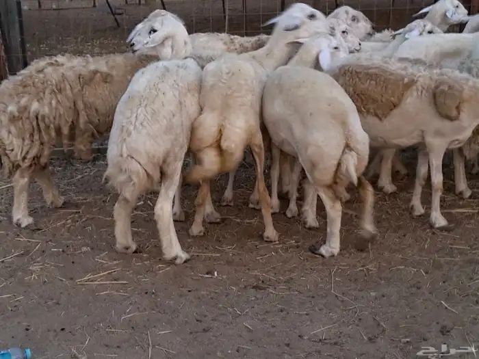 20 ضأن حريات تبارك الرحمن 12