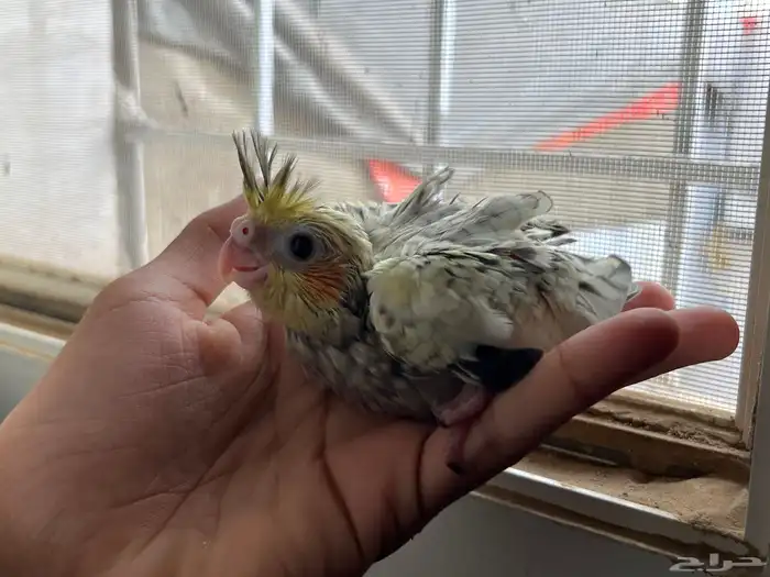 فروخ كروان تقبل غر 2