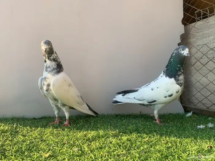 حمام. باكستاني 2