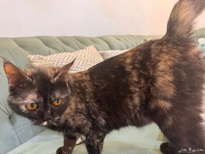 قطط للتبني جدة 5