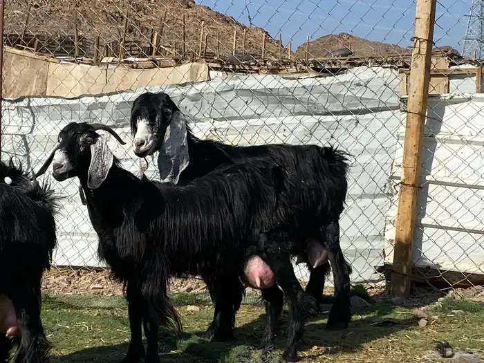 يامدورين الحليب معزا عارضيات حليب وافر شرط 9