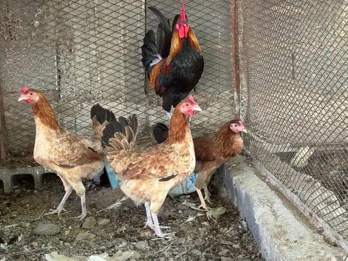 طقم ديك بلدي معه دجاجتين 3