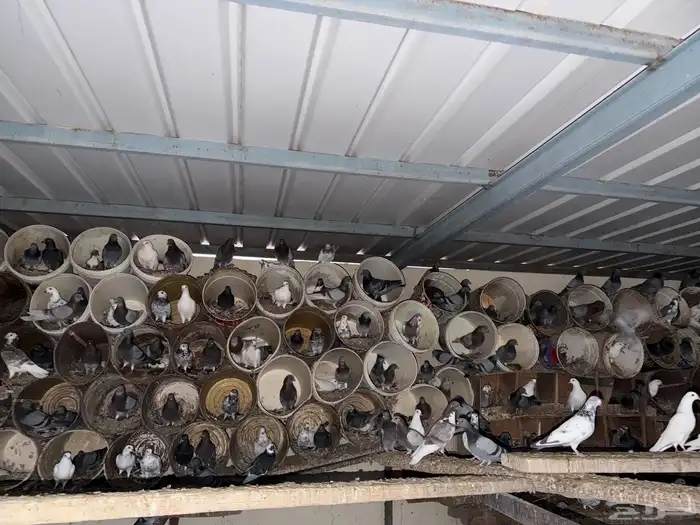 حمام مشكل للبيع 1