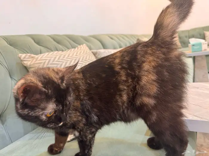 قطط للتبني جدة 4