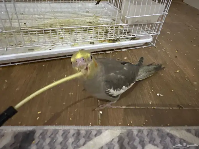 طيور كروان أليفة جدا العمر ما يقارب شهر ونص إلى شهرين 0