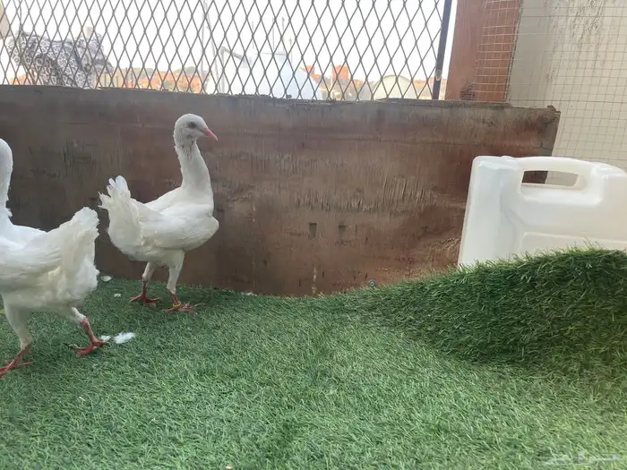 زوج مالتيز منتج 0