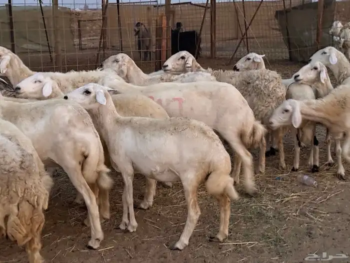 20 ضأن حريات تبارك الرحمن 2