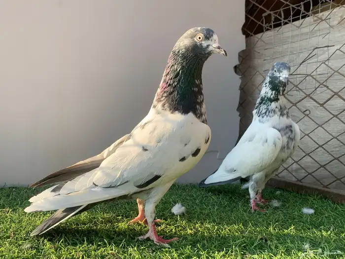 حمام. باكستاني 1