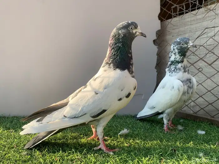 حمام. باكستاني 3