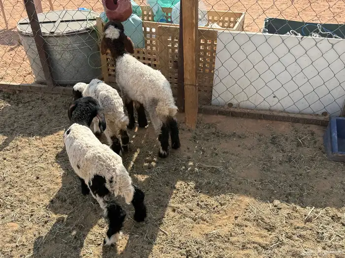 البيع دواغير نعيم في الخرج 0