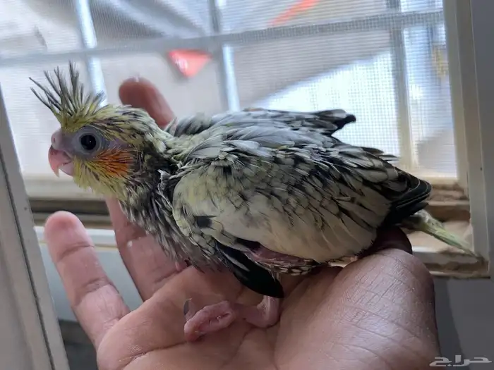 فروخ كروان تقبل غر 0